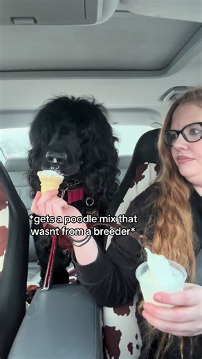 Choosing a Poodle Mix: The Controversies and Reactions
