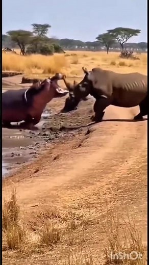 hippo vs rhino real fight | hippo vs rhino real fight | #frog #funnyvideo ‪@ASZAD-OFFICIAL‬