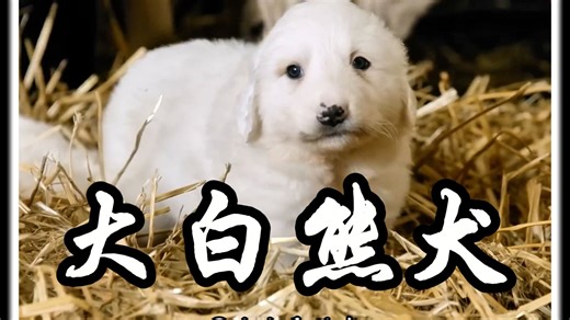 大白熊犬：守护是刻在基因里的责任与担当！