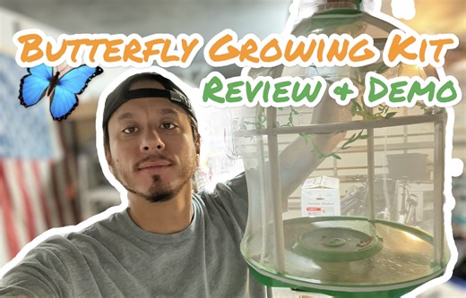 Watch Butterfly Garden Grow Kit - Dad's Demo and Review on Amazon Live