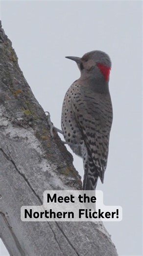 The Iconic Call of the Northern Flicker #woodpecker #shorts #wildlife