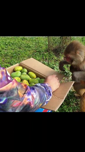 monkey best fruits mango #feedinganimal