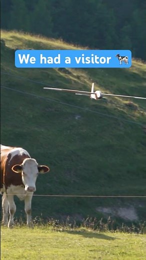 Mountain flying with an unexpected audience 🤩 #rcglider