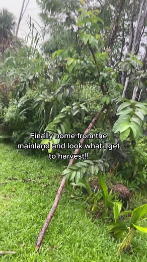 Harvesting Ruby Supreme Guava I Grew from Seed | Fruit Farm Update