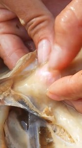 1.6M views · 9.1K reactions | Beautiful pearls #pearls #jewelry #fashion #pearl #handmade #earrings #jewellery #necklace #gold #pearlnecklace | Pearl Beauty | Facebook