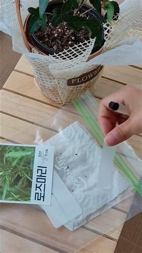 Growing Rosemary Ep.1🌱Starting Rosemary from Seed 🌱로즈마리 씨앗 발아 도전