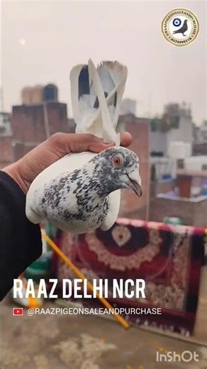 Pigeon Whatsapp Status💯🕊️🔥Pigeon Attitude dialauge #pigeon #kabootar #trendingshorts #shorts #shok