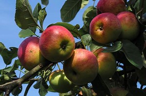 Top 12 Fruits You Can Grow True To Seed