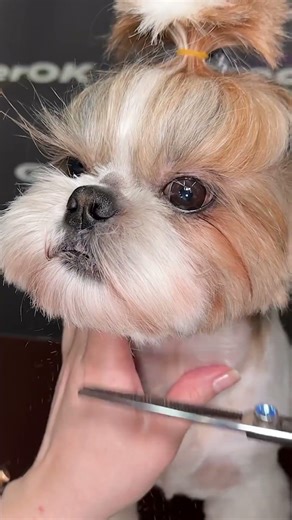 Stunning Shih Tzu Grooming Makeover! 🐶✨ #shorts