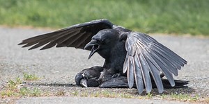 Why Do Crows Have Sex with the Dead?