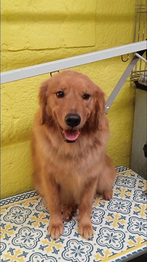 "Wash" “Trim the paw pads" “Round the rear” Bucky ❤️ | PAWS Pet Salon & Accessories for perfect grooming | Facebook