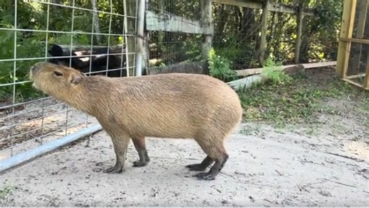 Our Capybara and Puppy Are the Cutest Duo You’ll Ever See!