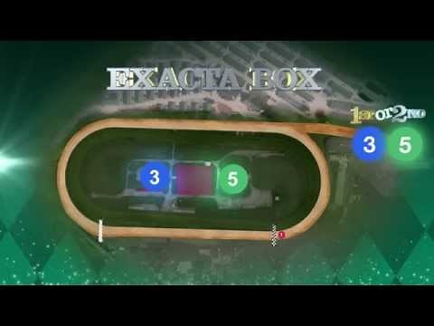 Betting 101 - Exacta Box