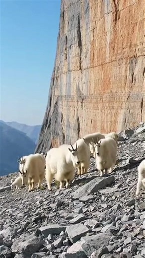 Brown bear ambush shocks goat herd as tiny kid struggles escape 🐻🐐 #wildife #mountain #goats #bear