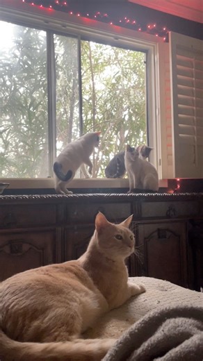 24K views · 764 reactions | I’m doing a phone interview with Newsweek tomorrow and they want to know the whole story. I don’t have the words. I am so grateful. 凉李 #fyp #cats #mycrazycatlife #catrescue #savethecats #catdad | Justin Jones | Facebook