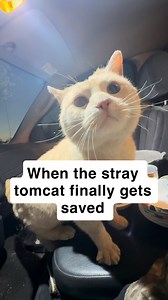 Post meowlone got to ride home today #catrescue #straycat #orangecat #orangecatbehavior | First class whiskers