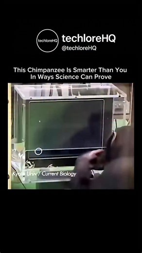 TechloreHQ on Instagram: "This chimpanzee doesn’t just look smart — in specific tasks, it outperforms humans by a wide margin. Studies from Kyoto University show chimpanzees can memorize and recall complex visual patterns after seeing them for less than a second, beating adult humans in short-term memory tests. Chimp brains are optimized for speed and accuracy, not overthinking. Evolution shaped them to react instantly to visual information, social signals, and threats. Add advanced tool use — f