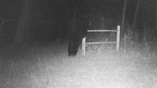 This guy has got an itch! #bears | Backwoods Life