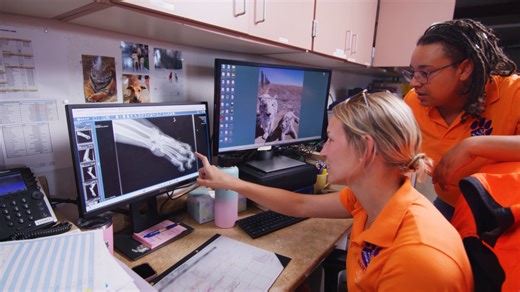 Video Of The Day! Location: The Wild Animal Sanctuary, Keenesburg, CO Our Animal Care Team is the heart and soul of our mission across all three facilities. Every single day—through biting Colorado snow, blistering summer heat, and everything in between—these incredible individuals go above and beyond for the residents in our care. From preparing specialized diets and habitat enrichment to the meticulous health monitoring of over 1,000 rescued lions, tigers, bears, wild horses, and wolves, their