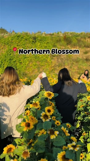 Exploring Northern Blossom Flower Farm in Atok, Benguet