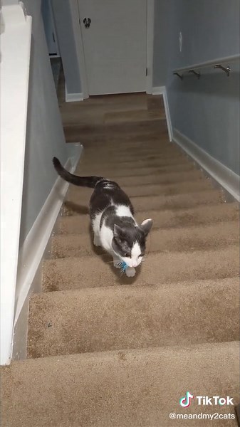 Cat Hissy Fit: Dealing with a Fiery Feline