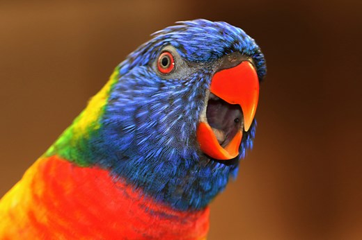 10 Superstitions About Birds