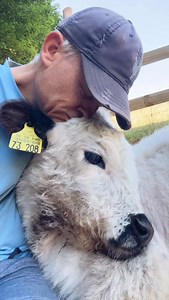 Happy 8-month birthday, Bubi! 🐼❤️ Bubi is full of quiet wonders💪💫 He is what’s known as a „Bluetongue calf“, which means he faces both physical and cognitive challenges. He struggles to learn daily routines — even for something as essential as drinking or eating. We’ve had many days and nights full of worry, spending around 4 to 5 hours a day just to make sure he gets enough food and fluids. But, step by step, he’s doing better and better. In the meantime, he’s able to eat all by himself — a 