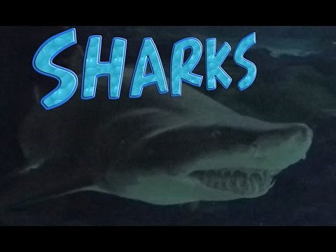 How to write an Animal Report - Note Taking - Sharks Discovery
