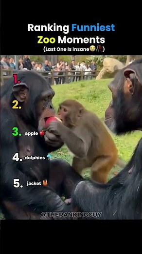Ranking Funniest Zoo Moments😭💀