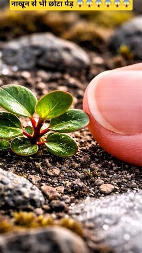 The smallest tree in the world. World 🌍 Smallest tree. Amazing facts about the world