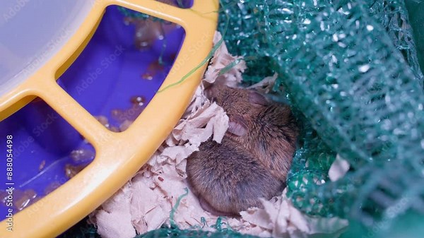 Frightened mice have built a nest in a storage room on a farm, close-up. Pests on the poultry farm. Two field mice