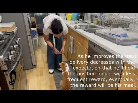 Target Training as a Solution to Counter Surfing Behavior