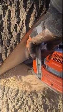 Mastering the art of the perfect timber fall #wood #asmr #shorts