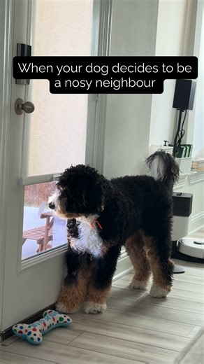 Archie’s World 🐾 on Instagram: "Kinda busy pretty much all day 🐾🐶👀#minibernedoodle #bernedoodle #doodle #doodlesofinstagram #puppiesofinstagram"