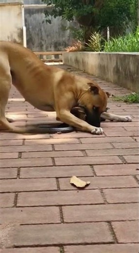 A dog risks everything to save a kitten from a snake! #animals #dog #cat
