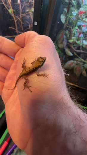 CRESTED ANOLE HATCHLING! Omega Colony #reptile #reptiles #lizard #animals #nature