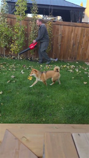 What Happens When Dogs Play in Falling Leaves?