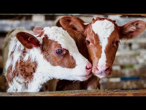 Cow-Calf Corner - Freemartin basics (4/14/18)
