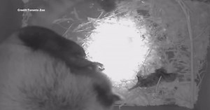 Two rare baby red pandas born at Toronto Zoo