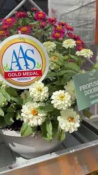 The best Zinnias you can grow! Meet the Award-Winning Profusion Zinnias!