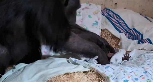 The Beautiful Moment a Mother Chimp Scoops Up Her New Baby the Day After C-Section–LOOK