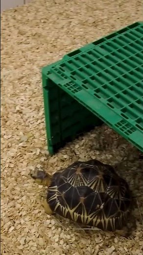 Fascinating turtle diversity | Reptile TV