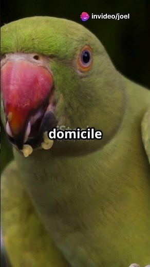 Découvrez la Perruche à collier!