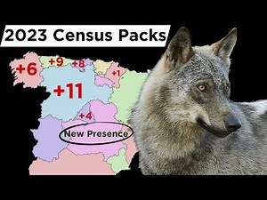 The Iberian Wolf’s Comeback | Is Spain Ready for This Apex Predator?