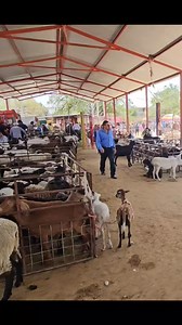 Chivos de la raza boer en el mercado ganadero raza carnica de caprinos #chivos #borregos #ganaderia, parte 1 | Hunter Vlogs