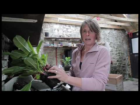Dividing Primula denticulata