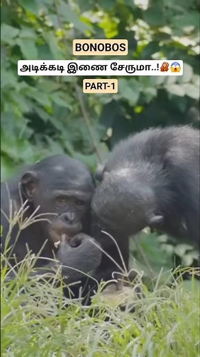 BONOBOS அடிக்கடி இணை சேருமா..! Mating Habits About Bonobos | Part-1 | #bonobos #tamil #bioworld
