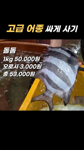 May Rockfish Sashimi and Rockfish Ramen! Buying Cheaply at Noryangjin Fish Market Early in the Mo...
