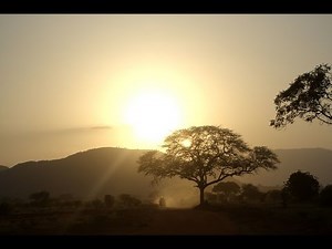 Nature Sounds, 1 Hour of Birdsong and Tree frogs from Africa