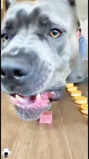 I Challenged My Dog to a Food Race… BIG Mistake! 🤣 #shorts #dogs #food #challenge #funny